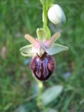 Ophrys brutia